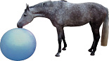 QHP paardenvoetbal blauw 100 cm