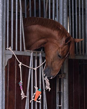 QHP Paardenspeelgoed Boxhanger Paard/Unicorn/Wortel